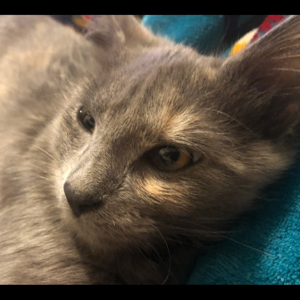 Meet your Posher, Cherie